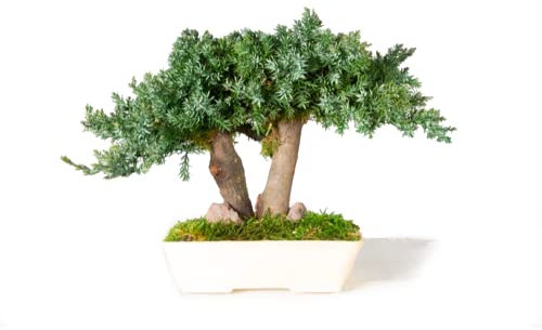 Bonsai di Ginepro Stabilizzato No Acqua e Manutenzione, Non richiede Terra o Potature - Decora i tuoi ambienti con Piante e Alberi Stabilizzati - 100% Naturale (15cm)
