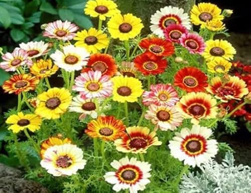 1 Pack of 750 SEEEDS Painted Daisy Rainbow Mix - Chrysanthemum Carinatum