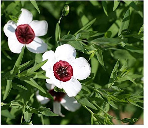 PREMIER SEEDS DIRECT -LINUM GRANDIFLORUM - BRIGHT Eyes - 2GRAM ~ APPROX 600 SEEDS