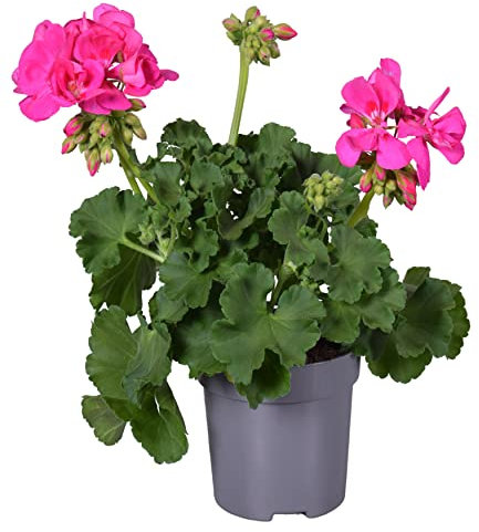 Geranio Rosa Oscuro - Flor Natural - Planta para Terraza y Jardín - Geranio con Flores Rosa Oscuro