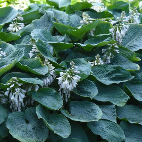 Hosta sieboldiana VAR. elegans – RHS Award-Winning Giant Blue Hosta, Ideal for Shaded Borders or Containers, Architectural Blue-Green Foliage - 2X 3 Litre Potted Plants by Thompson & Morgan