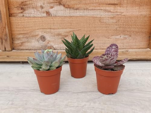 Pugh's Cacti Live Succulent Plants Mix, 5.5cm Pots, Set of 3, Assorted Varieties (Rosette)