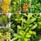 300 pcs Spindelstrauch Winterhart Samen, winterharte kübelpflanzen, deko blumen Buxus sinica, Euonymus japonicus, immergrüne pflanzen winterhart balkonpflanzen winterhart, sträucher