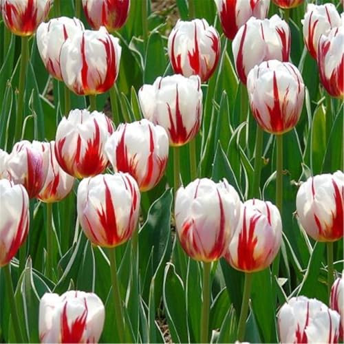 Tulpenzwiebeln winterhart - Tulpen zwiebeln mix - Tulpen zwiebeln kaufen - Dekorative Gartenpflanze, einfach zu züchten, blüht im Frühling-8zwiebeln-B