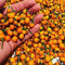 Wildchili Aji Charapita 50 Samen (Gilt als teuerstes Gewürz der Welt) Hier trifft Schärfe auf fruchtigen Geschmack