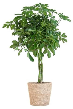 Schefflera Arb Nora - Birkenfeige - Zimmerpflanze - 70cm - Ø21cm + Korb Sofia Natur