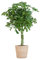 Schefflera Arb Nora - Birkenfeige - Zimmerpflanze - 70cm - Ø21cm + Korb Sofia Natur