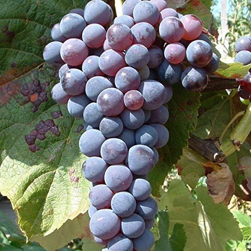 Venus dunkelblau kernlos süß pilzfest kräftige Weinrebe ca. 60-100 cm im 3,5 Liter Topf