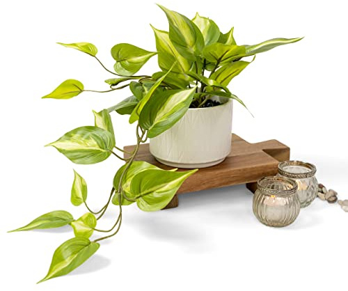 Kurrajong Farmhouse Light Green Fake pothos Plant | Fake Plant for Shelf Decor | Artificial Trailing Ivy Plant with 5 Wide Ceramic Pot | Faux pothos | Feaux Pothos