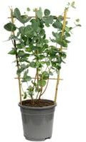 Eucalipto – Eucalipto cinerea – Altezza ca. 60 cm, diametro vaso 17 cm