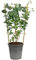 Eucalipto – Eucalipto cinerea – Altezza ca. 60 cm, diametro vaso 17 cm