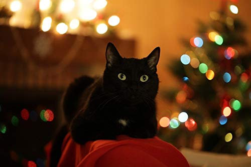 Jigsaw Puzzle| Holiday Black Cat Jigsaw | 1000 Pieces of Puzzle