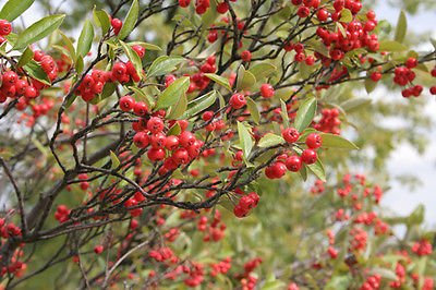 (20) Rote Aronia semi di Albero - Aronia arbutifolia Brilliantissima