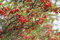(20) Rote Aronia semi di Albero - Aronia arbutifolia Brilliantissima