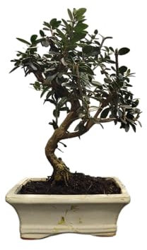 Bonsái de Olivo con Maceta – Toque Mediterráneo para tu Jardín o Terraza – DECOALIVE