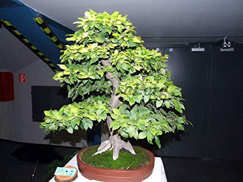 Hainbuche, Carpinus betulus, Baum 20 Samen