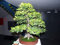 Hainbuche, Carpinus betulus, Baum 20 Samen