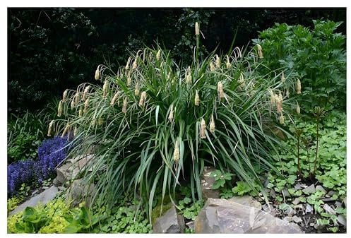 10 x Carex pendula im 1 Liter Topf (Ziergras/Gräser/Winterhart/Mehrjährig/Immergrün) Riesen Segge - Der filigrane Blickfang für feuchte Standorte - von Stauden Gänge