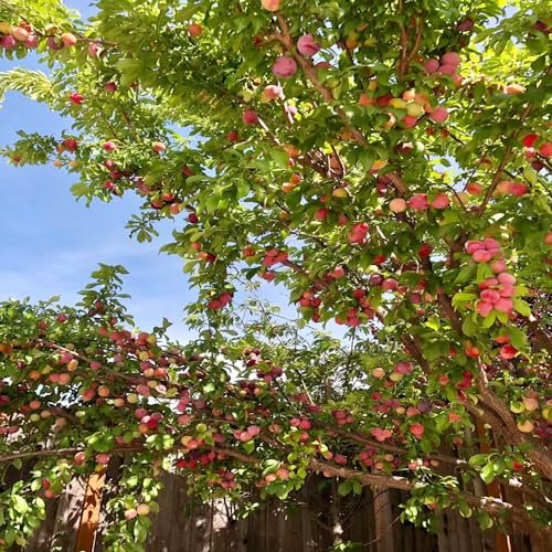 550 piezas ciruelo comprar semillas, fruta columnar semillas de frutas plantas de ciruela ciruela, planta de casa espaldera fruta cama elevada balcón plantas decorativas plantas de jardín