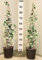 2 plantas de jazmín trepador, altura 120-140 cm, fabricadas en Italia, bonitas plantas supercubrientes