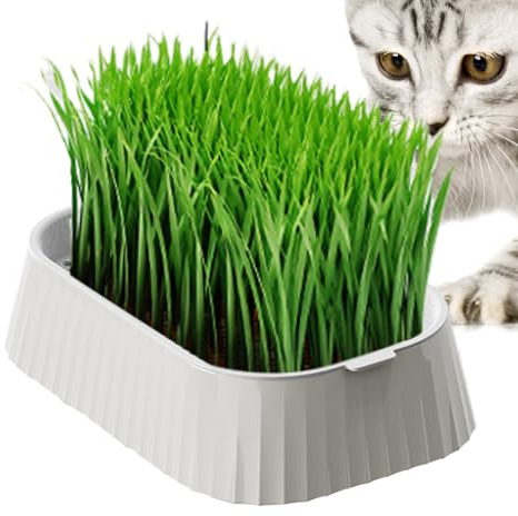 Katzengras Anzucht Pflanzschale Für Katzengras