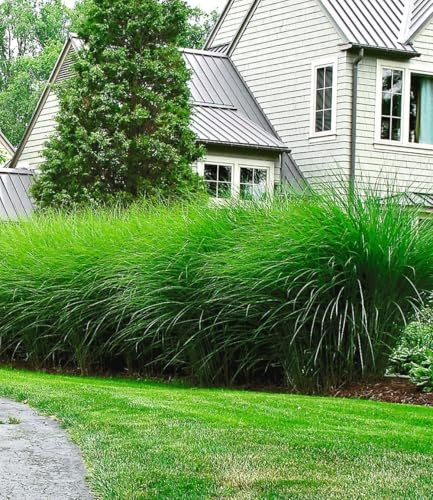 BALDUR Garten 6x Chinaschilf 'Eulalia' Chinagras, Pflanzen im 9x9 cm-Topf | Miscanthus sinensis 'Gracillimus', Ziergräser, Sichtschutz, winterharte & mehrjährige Staude, blühend, schnellwachsend