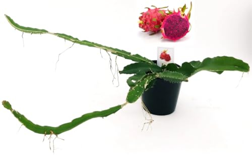 POWERS TO FLOWERS - PITAYA A POLPA ROSSA, FRUTTO DEL DRAGO, HYLOCEREUS UNDULATUS, DRAGON FRUIT, pianta vera