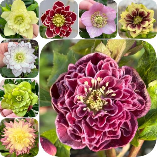 400 pcs Christrosen Kaufen Samen - winterharte pflanzen für garten, winterharte blumen Helleborus thibetanus - blumensamen mehrjährig winterhart, balkonpflanzen winterhart blumenwiese