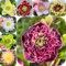 400 pcs Christrosen Kaufen Samen - winterharte pflanzen für garten, winterharte blumen Helleborus thibetanus - blumensamen mehrjährig winterhart, balkonpflanzen winterhart blumenwiese