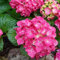 Bauernhortensie 'Glowing Embers' - Hydrangea Macrophylla 'Glowing Embers' - 25-30 cm Topf - Rote Blüten, kompakte Form