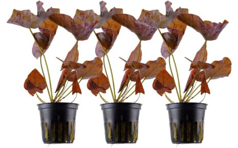 AquaOne Aquarium Pflanze 3 Stück Nymphaea Lotus I Wasserpflanze Aquariumpflanze Hintergrund voll durchwurzelt einfach pflegeleicht Aquascaping Dekoration