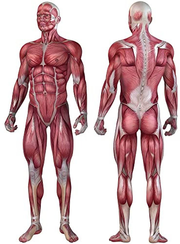 kleberio 2 Aufkleber Muskeln des männlichen Körpers wasserfest Anatomie Sticker Medizin Arzt Muskeln Chirugie Deko 15 x 5 cm