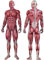 kleberio 2 Aufkleber Muskeln des männlichen Körpers wasserfest Anatomie Sticker Medizin Arzt Muskeln Chirugie Deko 15 x 5 cm