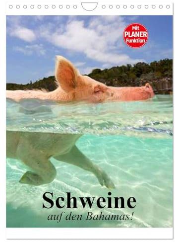 Schweine auf den Bahamas! (Wandkalender 2026 DIN A4 hoch), CALVENDO Monatskalender: Schwimmende Schweine im Dauerurlaub auf den Bahamas (CALVENDO Tiere)