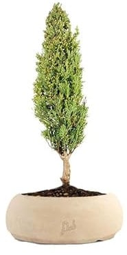 Cipresso Bonsai, Altezza 43 cm, Pianta Vera, Pianta da Interno, Vaso Artigianale in Terracotta - Bianco