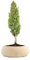Cipresso Bonsai, Altezza 43 cm, Pianta Vera, Pianta da Interno, Vaso Artigianale in Terracotta - Bianco