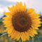 Saterkali Semi di Girasole Giganti, 20/50 Pz Semi di Girasole Giganti Helianthus Fiore Casa Giardino Pianta Ornamentale 50 pz Semi di girasole