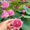 20 pcs lotus samen（lotusblume，seerose） gartenpflanzen winterhart mehrjährig teichpflanzen seerosen für teich winterhart schwimmende teichdeko wasserpflanzen miniteich teichpflanzen