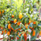 80 Stück orange Kumquat-Fruchtsamen