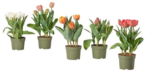 Bulbos de Tulipán - PACK 5 PLANTAS - Flores de Tulipán Naturales Bulbos de Tulipa Liliaceae