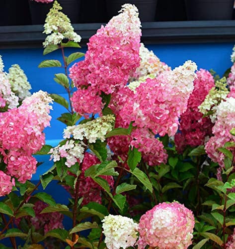 Rispenhortensie Fraise Melba 60-80cm - Hydrangea paniculata