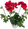Gitanilla – Plante Naturelle d’Extérieur – Pot de 14 cm – Géranium Lierre Pelargonium peltatum