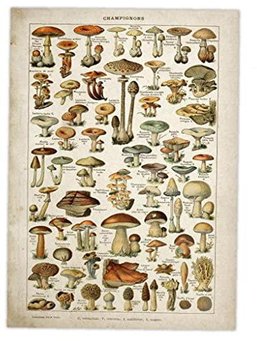 TOSSPER Vintage Poster Antike Blumenleinwand Drucken Kunst Botanische Pädagogische Plakat Pilz Wandkunst Wohnkultur Leinwand Malerei, 30*40cm