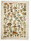 TOSSPER Vintage Poster Antike Blumenleinwand Drucken Kunst Botanische Pädagogische Plakat Pilz Wandkunst Wohnkultur Leinwand Malerei, 30*40cm