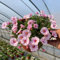 Zauberglöckchen samen (Calibrachoa elegans), blumen garten，pflanzen für draußen hängepflanzen winterhart mehrjährig，garten deko bonsai samen，pflanzen für sonnige plätze 200pcs