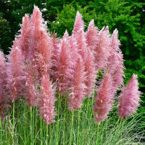 You Garden - 2 x Cortederia Selloana Rosea Pampas Grass Pink in 9cm Pot - Garden Ready Pamapas Grass Supplied as 2 x Established Plant in 9cm Plant Pot