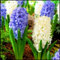 Giacinto Bulbi Bulbi Giacinto In Vaso,Giardino Per Balcone,Ornamentali Decorazione,Esterno Decorazione Floreale Piante In Vaso Resistenti-8Bulbi-c