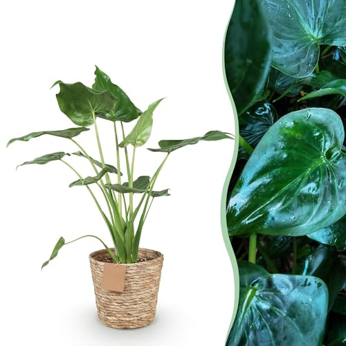 Green boutiQ - Zimmerpflanzen - Alocasia Cucullata - Buddha-Hand - Wenig Pflege - mit Korb - Grün - 1 Pflanze - Topf 21cm - Höhe 65-70cm