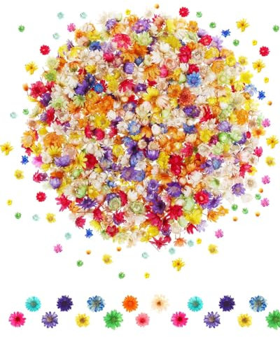 KGDUYC 140 Gemischte Farbe getrocknete Gänseblümchen, Natürliche echte kleine getrocknete Blumen für Kunsthandwerk, Mini natürliche Blumen für DIY Nägel, Epoxy, Kerzen, Scrapbooking