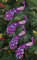 Christmas Concepts® 20cm (8) Peacock Decoration With Jewelled Tail - Luxury Christmas Tree Decorations (Purple Beaded, Pack of 4)
